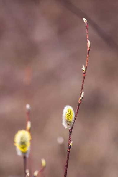 Çiçek açan söğüt çiçeği küçük güzel kırmızı bir dal üzerinde. Arka plan bulanık. Arkasında bir sarı söğüt çiçeği daha var. Bahar