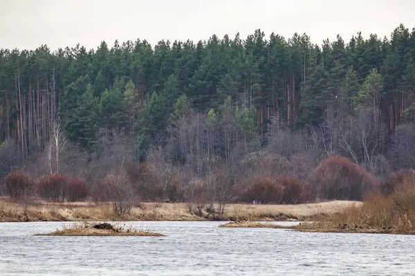 Birkaç çam ağacının büyüdüğü bir huş ağacı ormanı. Birch hala yapraksız duruyor. Ön planda güzel bir çam gövdesi var. Ormanda dar bir yol var.
