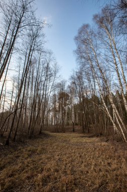 Birkaç çam ağacının büyüdüğü bir huş ağacı ormanı. Birch hala yapraksız duruyor. Ön planda güzel bir çam gövdesi var. Ormanda dar bir yol var.