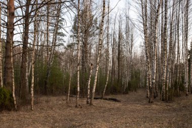 Birkaç çam ağacının büyüdüğü bir huş ağacı ormanı. Birch hala yapraksız duruyor. Ön planda güzel bir çam gövdesi var. Ormanda dar bir yol var.