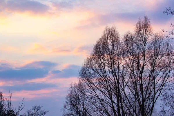 Birkaç çam ağacının büyüdüğü bir huş ağacı ormanı. Birch hala yapraksız duruyor. Ön planda güzel bir çam gövdesi var. Ormanda dar bir yol var.