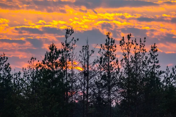 Önünde turuncu, pembe ve mor bulutlarla gün batımı gökyüzü inanılmaz güzel çam ağaçları yetişiyor..