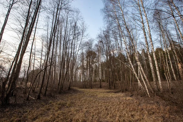 Birkaç çam ağacının büyüdüğü bir huş ağacı ormanı. Birch hala yapraksız duruyor. Ön planda güzel bir çam gövdesi var. Ormanda dar bir yol var.