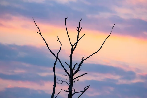 Gün batımında gökyüzünde pembe ve mavi bulut tonları ile mor turuncu. Önünde çıplak bir huş ağacı yetişiyor..