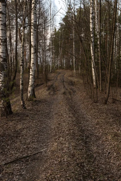 Birkaç çam ağacının büyüdüğü bir huş ağacı ormanı. Birch hala yapraksız duruyor. Ön planda güzel bir çam gövdesi var. Ormanda dar bir yol var.