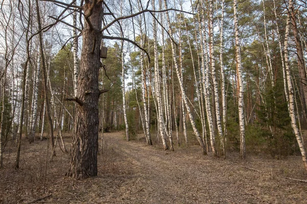 Birkaç çam ağacının büyüdüğü bir huş ağacı ormanı. Birch hala yapraksız duruyor. Ön planda güzel bir çam gövdesi var. Ormanda dar bir yol var.