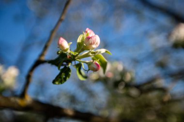 Henüz çiçek açmamış tomurcuklarla çevrili yeşil bir dalda elma ağacı çiçeğine tövbe etmek. Arka plan tamamen bulanık. Stamens ve Pistis açıkça görülüyor. Parlak güneşli bir gün. Arka planda mavi gökyüzü.