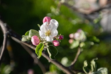 Henüz çiçek açmamış tomurcuklarla çevrili yeşil bir dalda elma ağacı çiçeğine tövbe etmek. Arka plan tamamen bulanık. Stamens ve Pistis açıkça görülüyor. Parlak güneşli bir gün. Arka planda mavi gökyüzü.