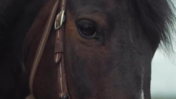 Egy nő, egy zöld színű a lovaglás egy ló, 4k — Stock videók