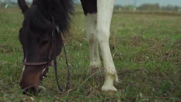 En kvinna i en grön kostym rider en häst 4k — Stockvideo