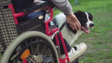 Adam tekerlekli sandalyede bir köpek, canitis tedavisi, sakatlık tedavi ile bir köpek eğitim yoluyla özürlü kişi oynuyor