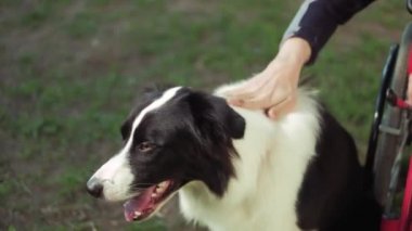 Adam tekerlekli sandalyede bir köpek, canitis tedavisi, sakatlık tedavi ile bir köpek eğitim yoluyla özürlü kişi oynuyor
