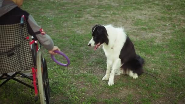 Ένα άτομο με ειδικές ανάγκες παίζει με το σκυλί, canitis θεραπεία, θεραπεία αναπηρίας μέσω κατάρτισης με ένα σκυλί, ο άνθρωπος σε μια αναπηρική καρέκλα — Αρχείο Βίντεο
