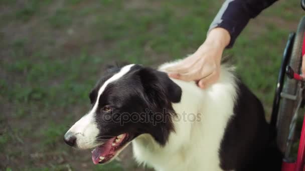 Zdravotně postižená osoba hraje s pes, canitis terapie, léčba postižení prostřednictvím školení se psem, muž na invalidním vozíku — Stock video