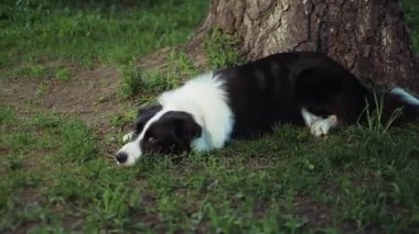 Köyde köpek bir ağacın yanında yatıyor