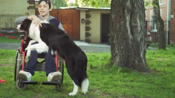 Een gehandicapte persoon speelt met een hond, canitis therapie, handicap behandeling door middel van opleiding met een hond, Man in een rolstoel — Stockvideo