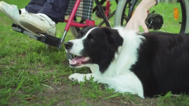 Инвалид играет с собакой, канит терапия, лечение инвалидности через обучение с собакой, человек в инвалидном кресле — стоковое видео