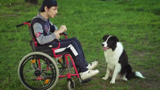 En funktionshindrad person spelar med en hund, canitis terapi, funktionshinder behandling genom utbildning med en hund, Man i rullstol — Stockvideo