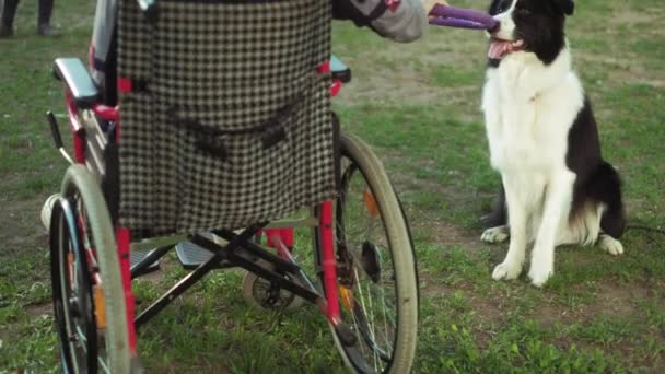 Uma pessoa com deficiência brinca com um cão, terapia de canitis, tratamento de deficiência através do treinamento com um cão, Homem em uma cadeira de rodas — Vídeo de Stock