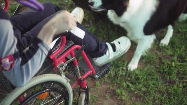 En funktionshindrad person spelar med en hund, canitis terapi, funktionshinder behandling genom utbildning med en hund, Man i rullstol — Stockvideo