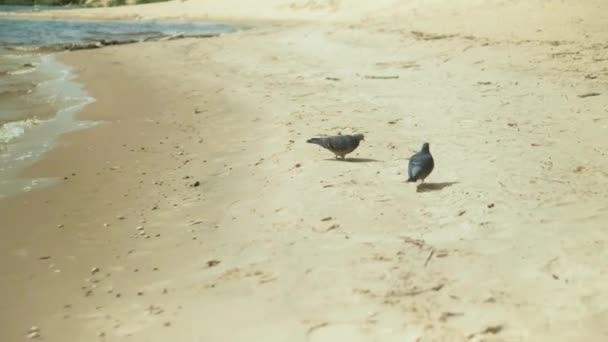 Mujer en vestido blanco que permanece en una playa con flor en el día soleado 4k — Vídeos de Stock