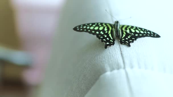 Chica sosteniendo una mariposa en sus brazos 4k — Vídeo de stock