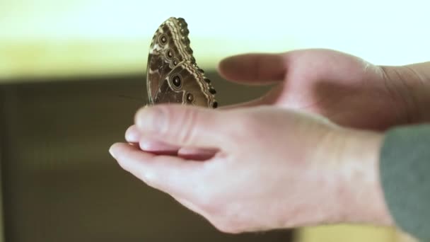 Chica sosteniendo una mariposa en sus brazos 4k — Vídeo de stock