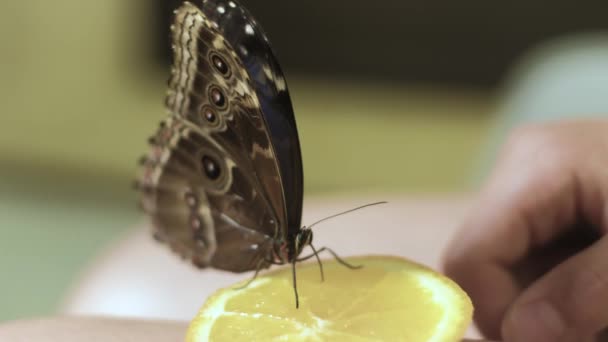 Butterfly eating an orange with a proboscis 4k — Stock Video