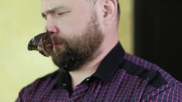 Un hombre con barba sostiene una mariposa 4k — Vídeo de stock