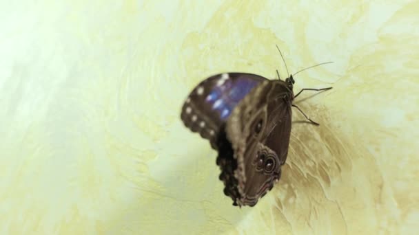 Бабочка сидит на стене 4K — стоковое видео
