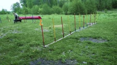 Ağır çekim rekabet, hayvan çeviklik yarış ile çalışan ve slalom yaptığını köpek yarış ile sıra. Yavaş hareket ile sıra
