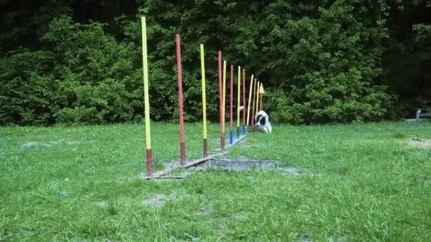 Haustierrennen im Wettkampf, Geschicklichkeitsrennen mit Hund beim Laufen und Slalomfahren. Sequenz mit Zeitlupe — Stockvideo