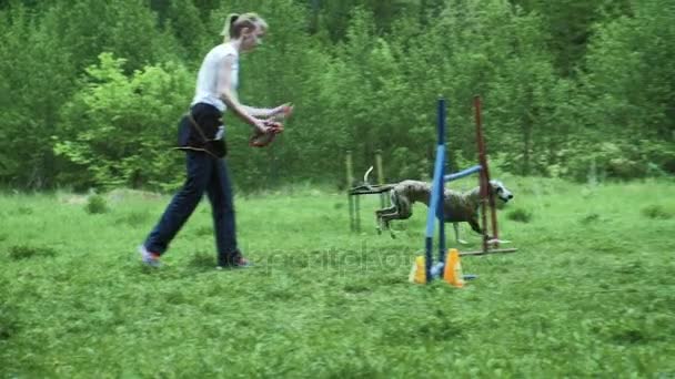 Secuencia con carreras de cámara lenta en competición, carrera de agilidad animal con perro corriendo y haciendo slalom. Secuencia con cámara lenta — Vídeo de stock