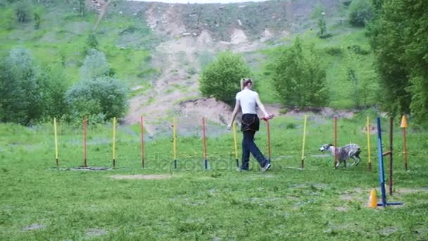 Sequenza con corse al rallentatore in gara, gara di agilità animale con cane che corre e fa slalom. Sequenza con rallentatore — Video Stock