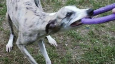 Ağır çekim rekabet, hayvan çeviklik yarış ile çalışan ve slalom yaptığını köpek yarış ile sıra. Yavaş hareket ile sıra