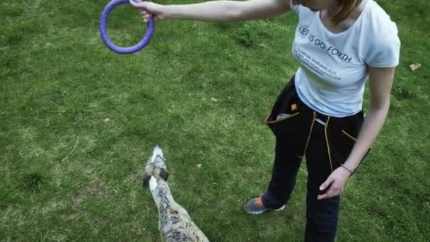 Sequenz mit Zeitlupenrennen im Wettkampf, Animal Agility-Rennen mit Hunderennen und Slalomfahren. Sequenz mit Zeitlupe — Stockvideo