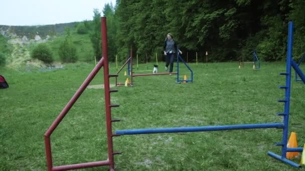 Sequence with slow motion racing in competition, animal agility race with dog running and doing slalom. Sequence with slow motion — Stock Video