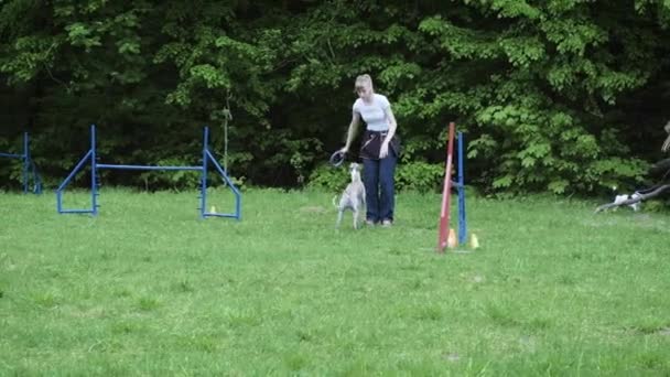 Sequenza con corse al rallentatore in gara, gara di agilità animale con cane che corre e fa slalom. Sequenza con rallentatore — Video Stock