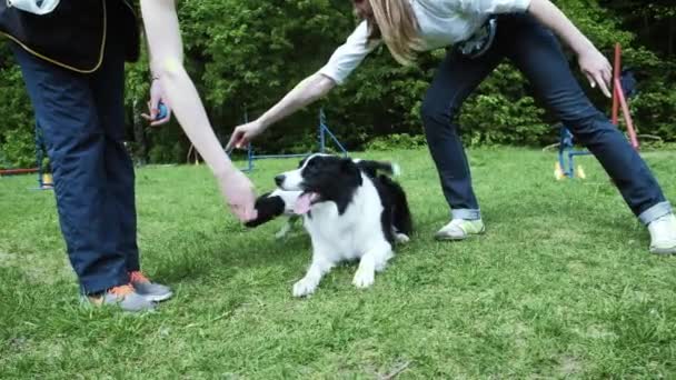 Mujer jugando con su perro collie frontera, lanzando el frisbee 4k — Vídeos de Stock