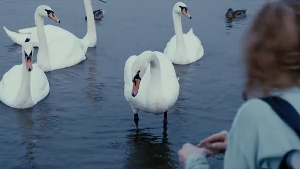 Eine junge Frau füttert Schwäne und Enten im Winter — Stockvideo