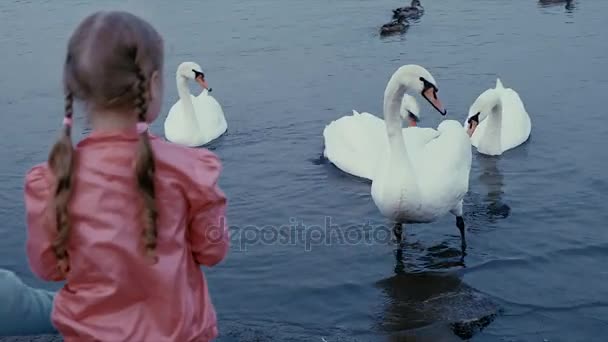 Μια νεαρή γυναίκα που τρέφονται με μια λίμνη κύκνους και πάπιες πουλιού που ταΐζει το χειμώνα — Αρχείο Βίντεο
