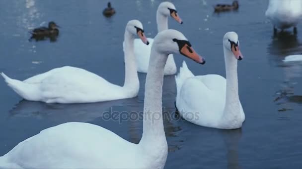 White swans on the water — Stock Video