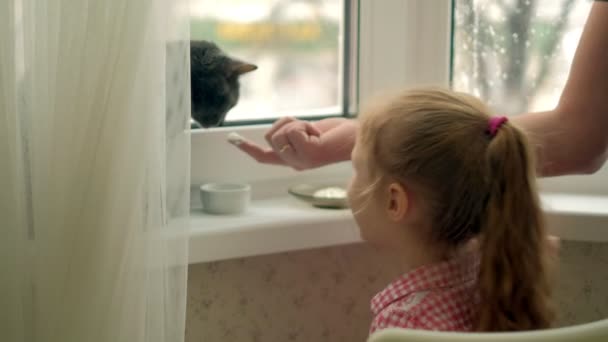 Küçük bir kız cam kenarında oturan bir kedi besleme — Stok video