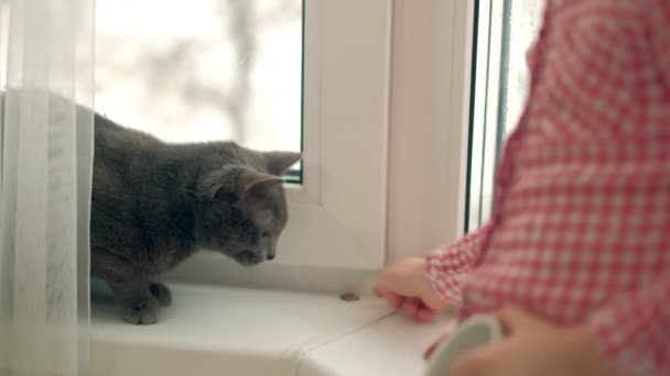 Маленька дівчинка годує кота, сидячи біля вікна — стокове відео