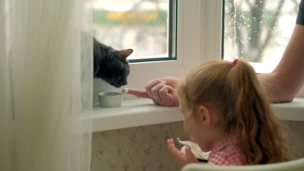Seorang gadis kecil memberi makan kucing yang duduk di dekat jendela — Stok Video