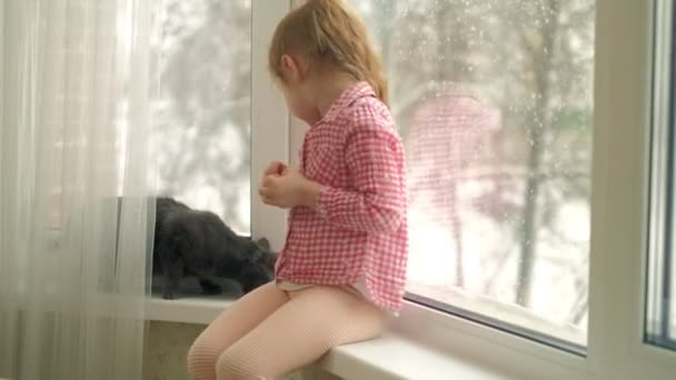 Ein kleines Mädchen füttert eine Katze am Fenster — Stockvideo