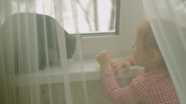 Маленькая девочка кормит кота, сидящего у окна — стоковое видео