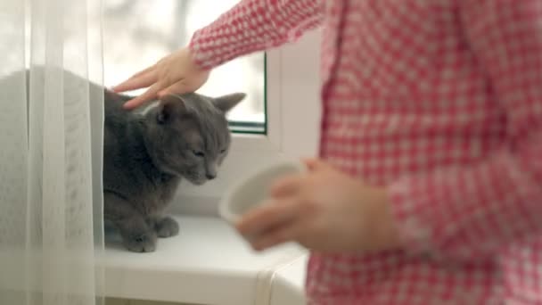 Uma menina está alimentando um gato sentado à janela — Vídeo de Stock