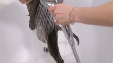 Köpük banyosu küçük gri sokak kedisi, kadın banyoda kedi yıkar.