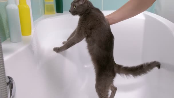 Bain moussant un petit chat errant gris, femme lave le chat dans la salle de bain — Video